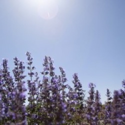 Purple Flowers